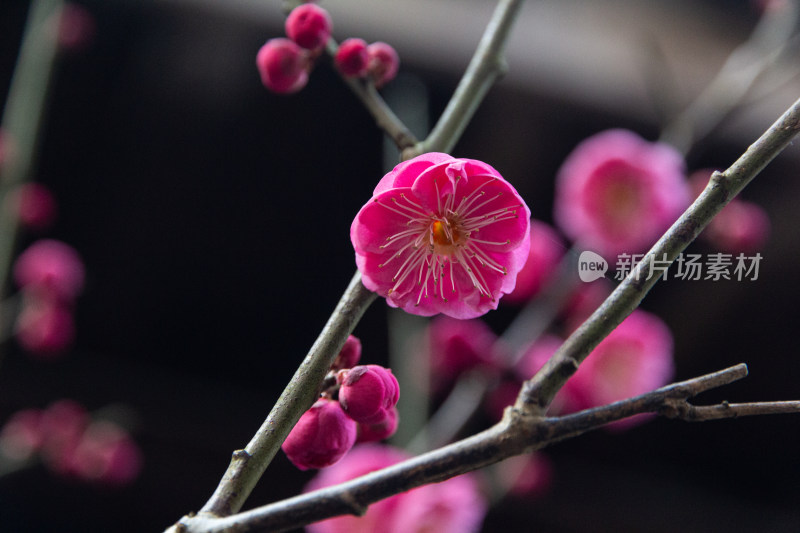 树枝上含苞待放的粉色梅花特写