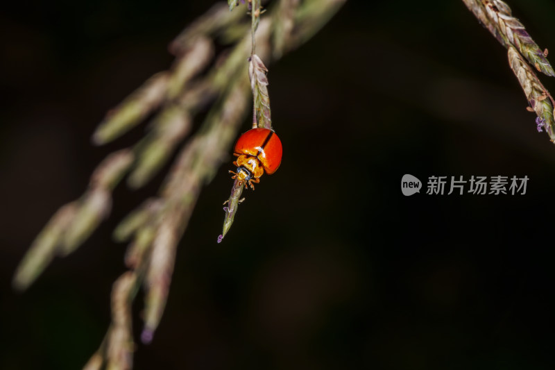 黑色背景下植物上瓢虫的特写镜头