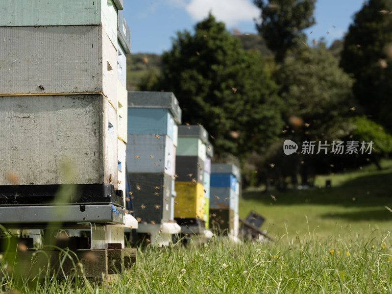 新西兰深山里的麦卢卡蜂蜜农场和野外蜂箱