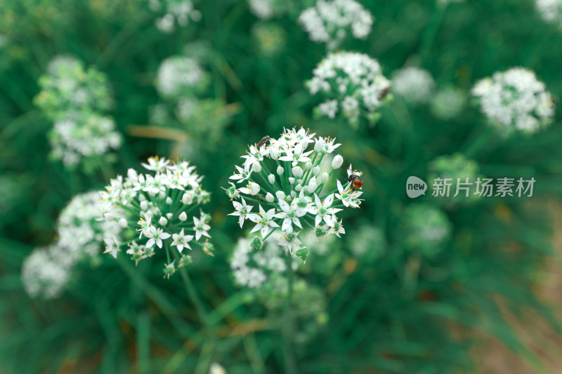 农村地里的韭菜韭菜花