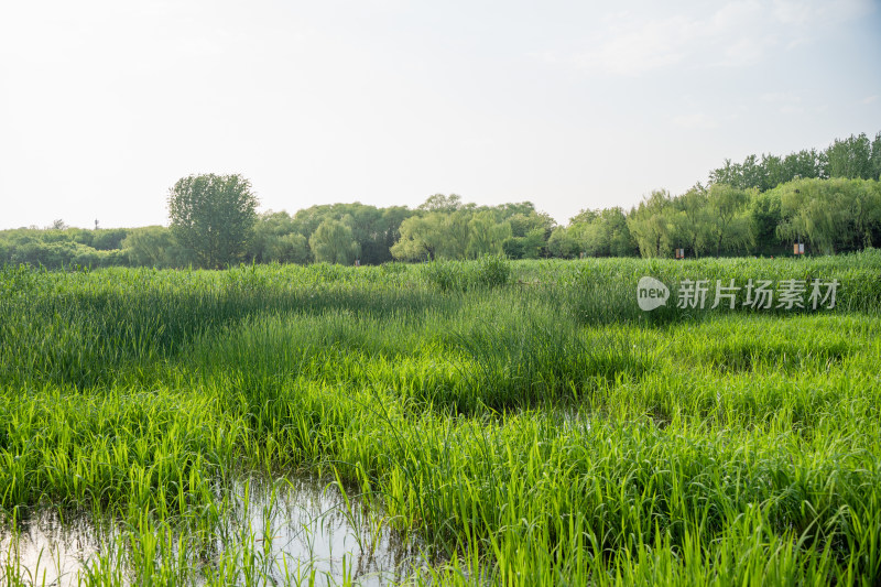 湿地公园北京奥林匹克森林公园