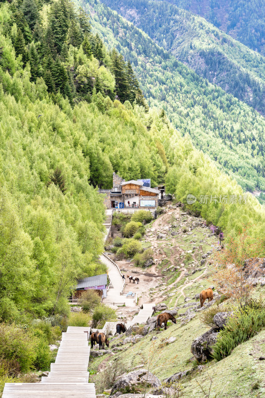 四川阿坝四姑娘山海子沟景区的徒步栈道