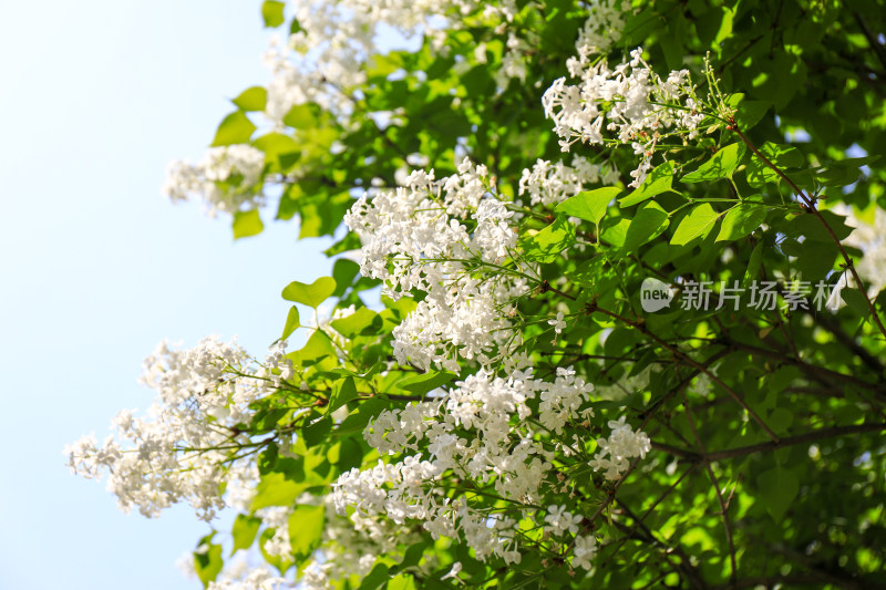 春天四月丁香花花卉开放治愈清新