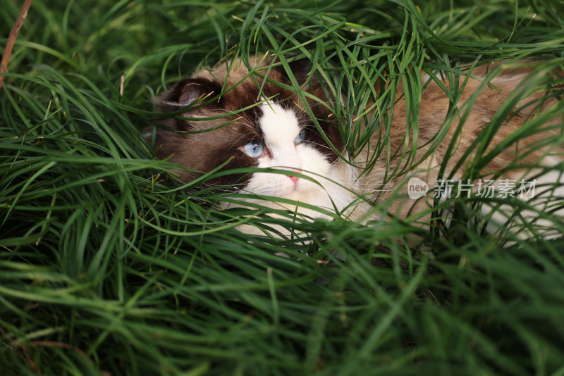 一只在草地上的布偶猫 海豹双色雄性种猫