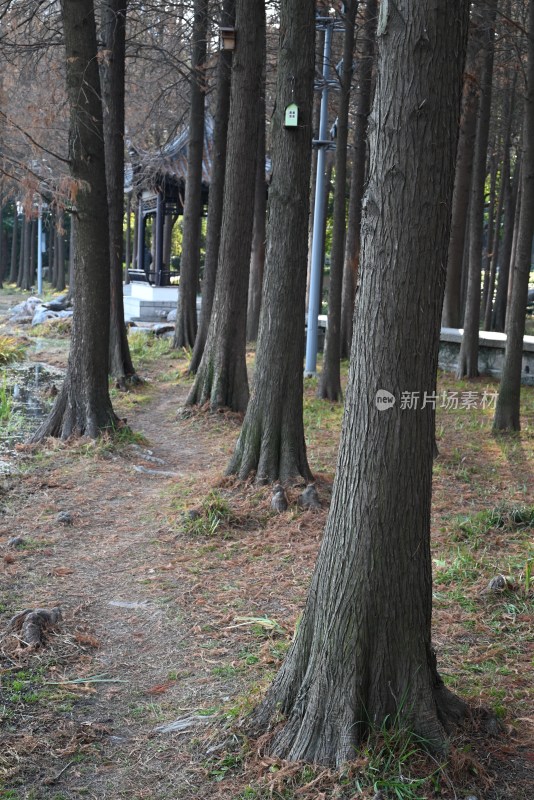 湖边林间中式凉亭景观