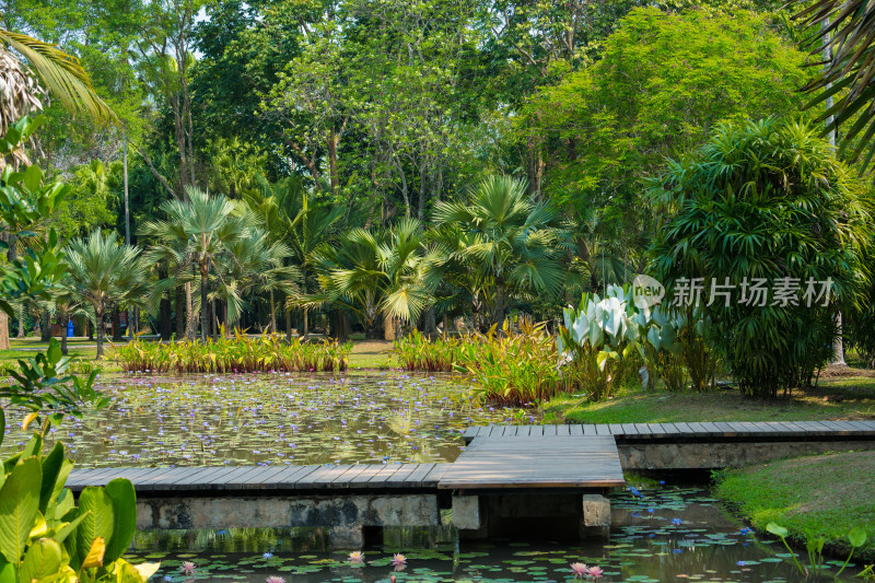 植物园里的水上木制走廊景观
