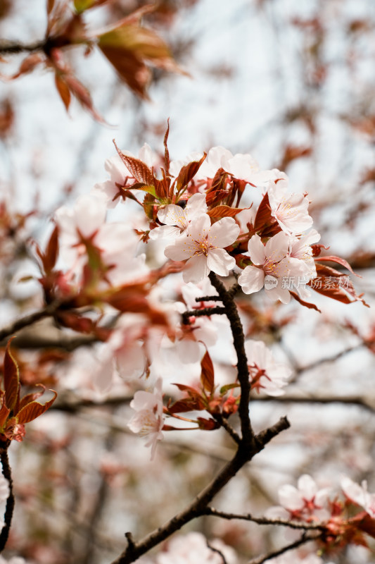 北京奥森樱花树樱花