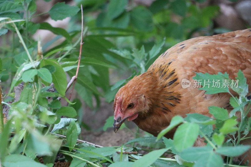 农村土鸡找食吃