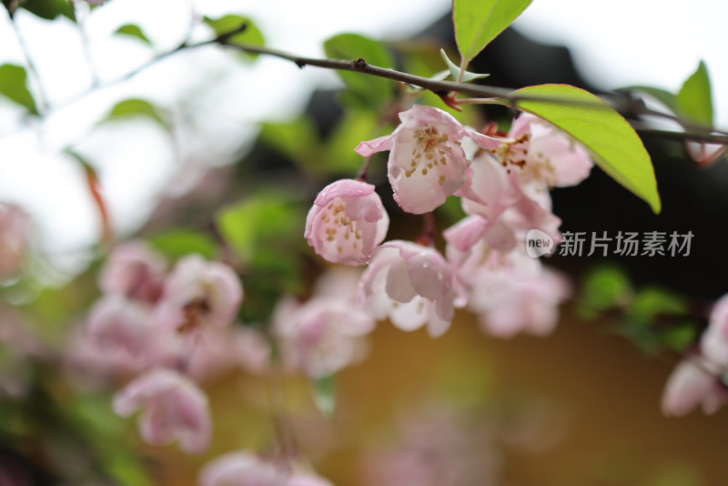 海棠花 垂丝海棠 春天