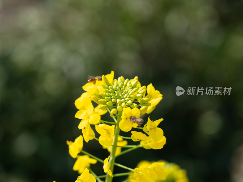 金黄的油菜花