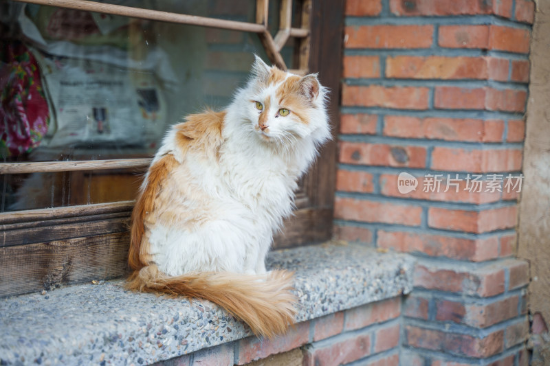 农村窗台上的狮子猫长毛猫