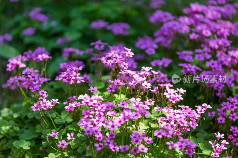春天公园紫色野花