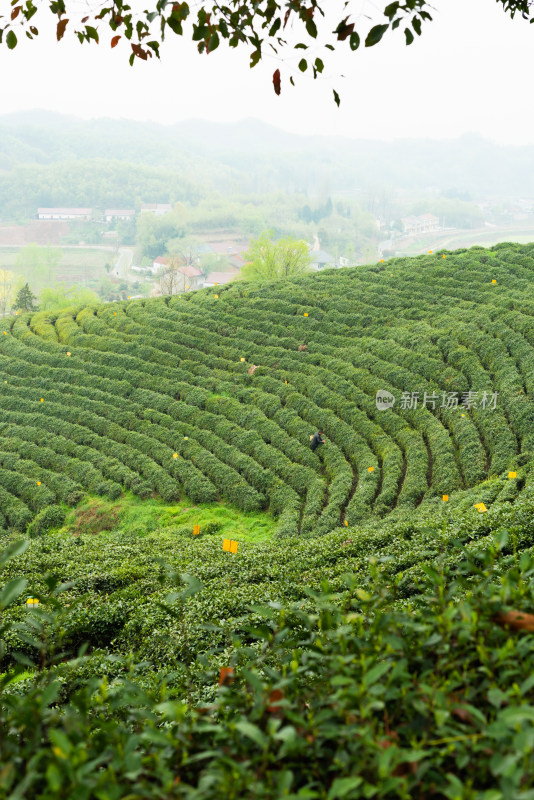 湖北省谷城县五山镇山茶茶园风景