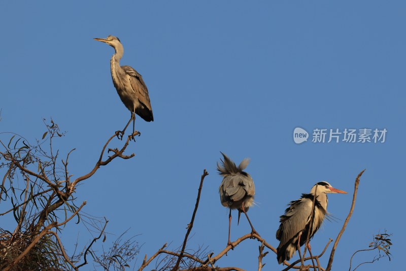 鹭鸟翩跹生态美