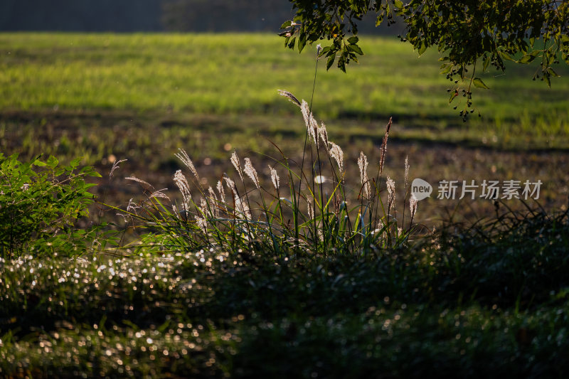 户外田野间的植物特写