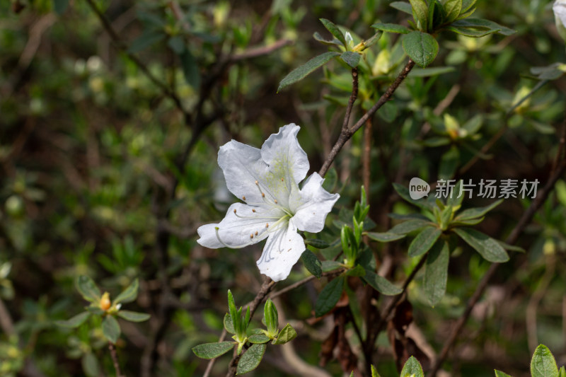 杭州植物园白色杜鹃花特写