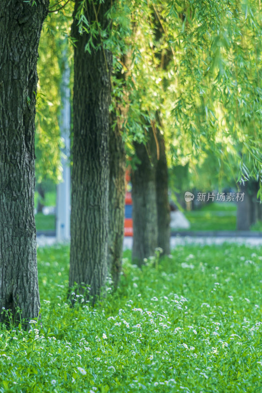 武汉汉口江滩公园风景