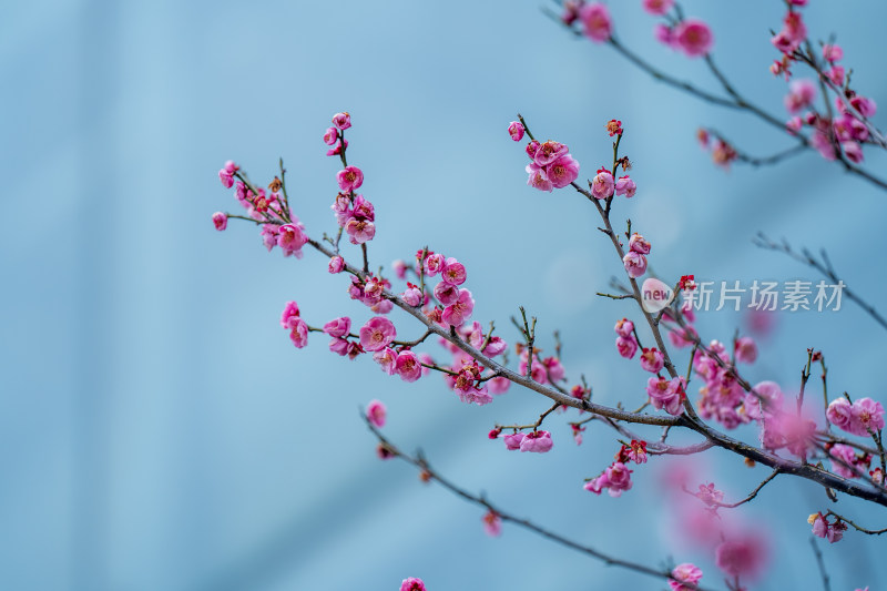 盛开的粉色梅花特写