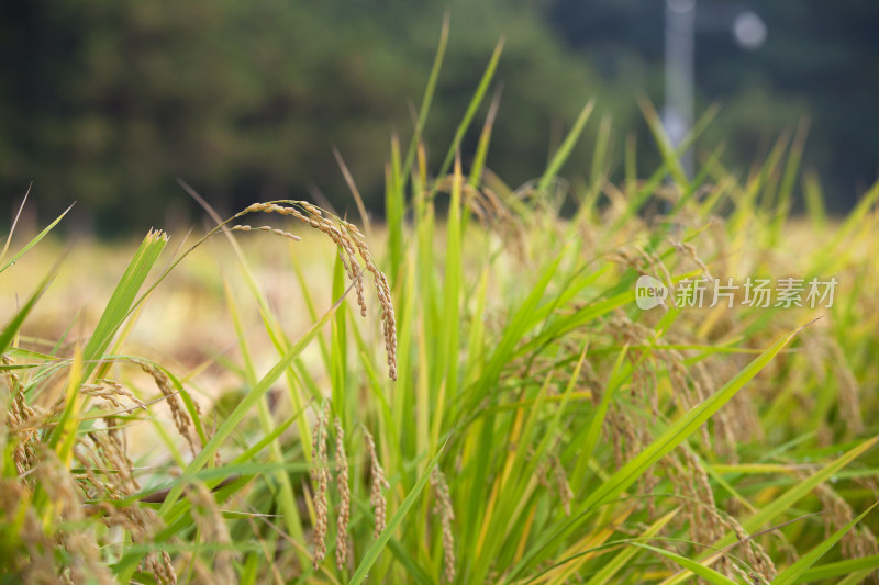 农村户外庄稼地里生长的稻穗