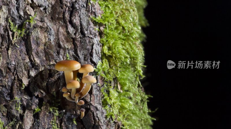 野生菌野生菌蘑菇生长环境菌类山菌