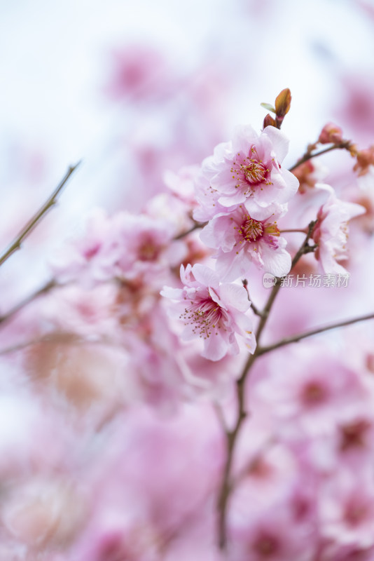 杭州西溪灵峰探梅梅花