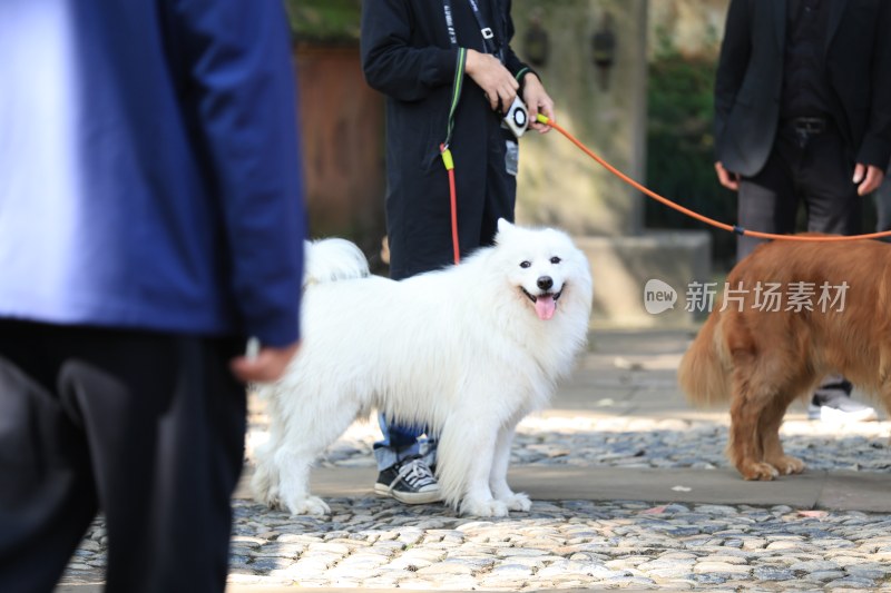 带着萨摩耶犬和金毛犬在园林溜达