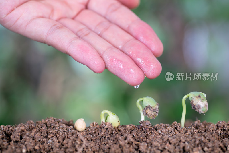 一只手再给一路生长的植物浇水