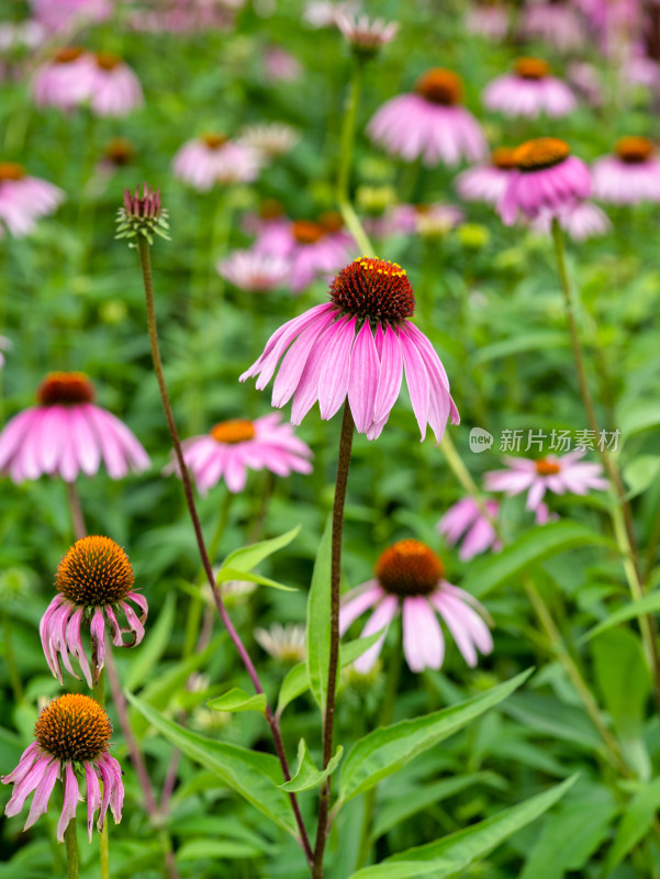 松果菊开花特写