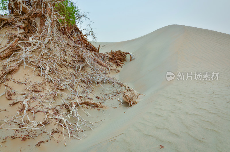 新疆塔克拉玛干沙漠胡杨树