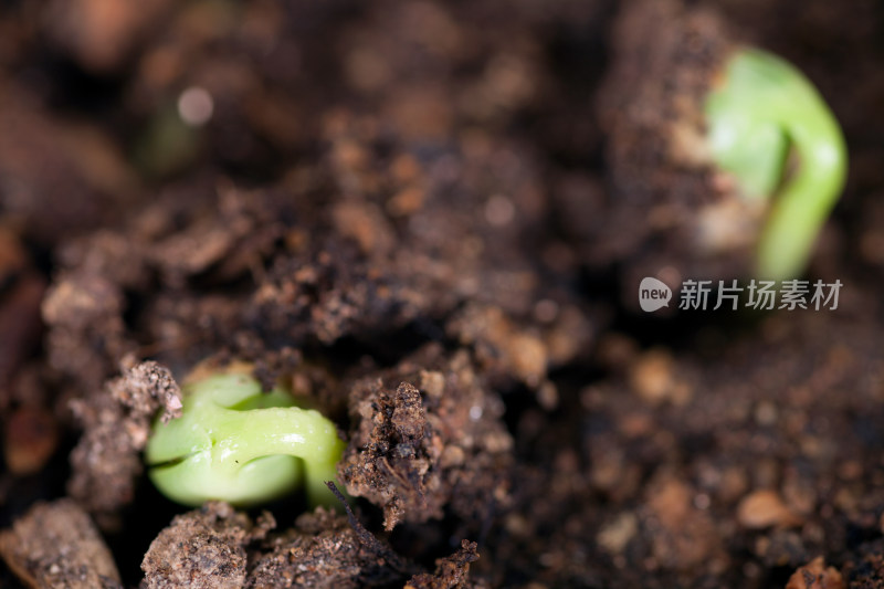 土壤里即将破土而出的黄豆芽