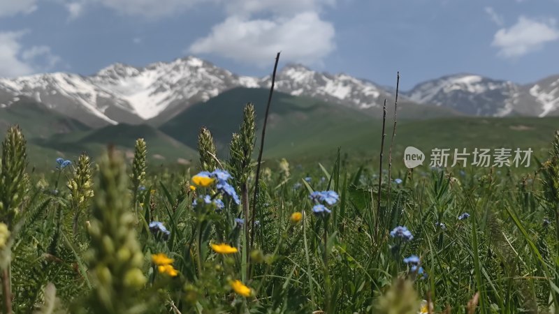 雪山下开满野花的草地风景