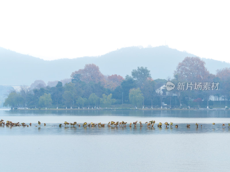 雾气玄武湖残荷