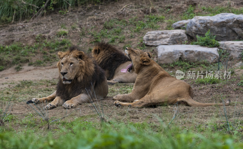 北京,野生动物园狮群