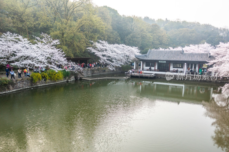 无锡鼋头渚樱花谷