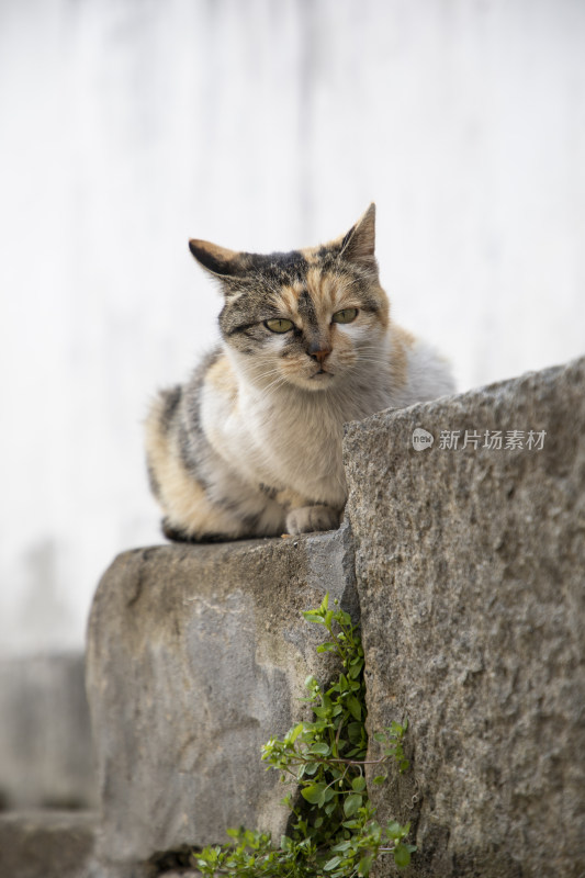 江南古村石板路一只猫