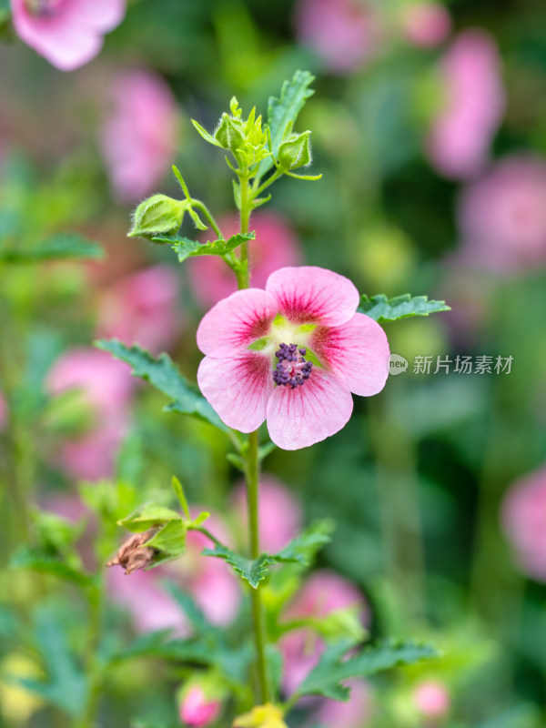 春天的小木槿开花特写