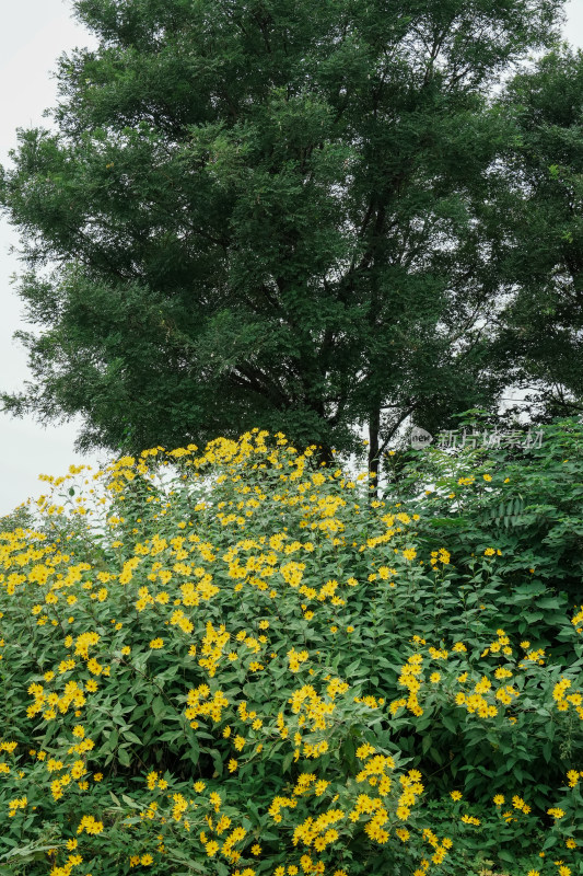 北京圆明园公园盛开的菊花