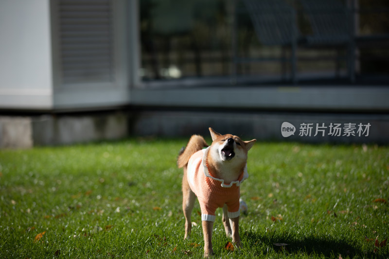 一只站在草地上的快乐柴犬