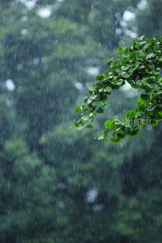 下雨天雨水中植物背景