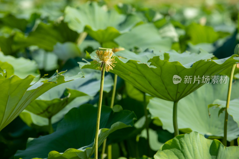 荷花荷叶莲蓬特写