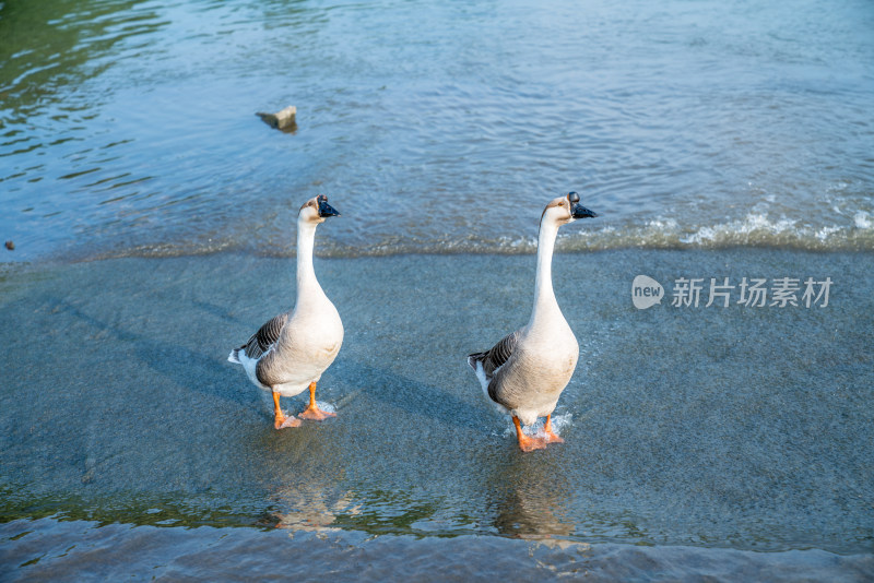 在水边漫步的鹅