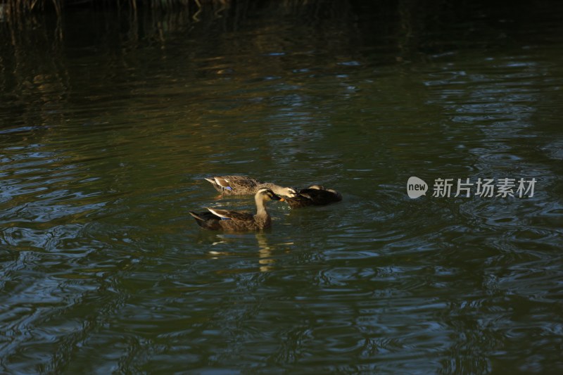 水中游动的几只鸭子