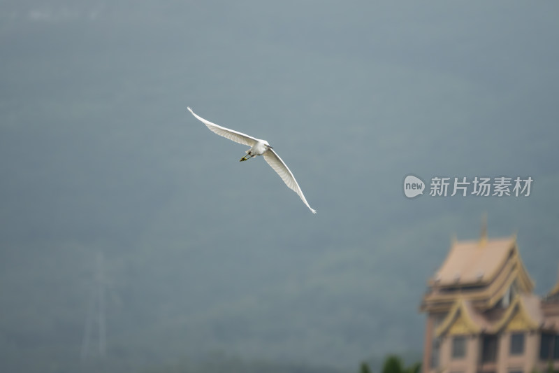 白鹭凌空展翅