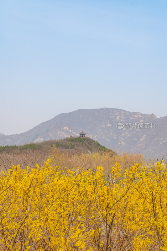 山景中绽放的黄色春花