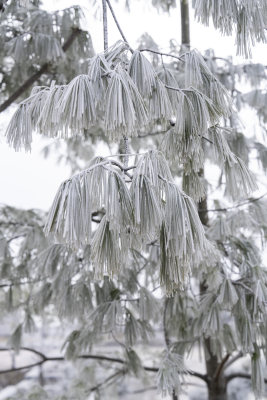 冬季唯美雾凇雪景