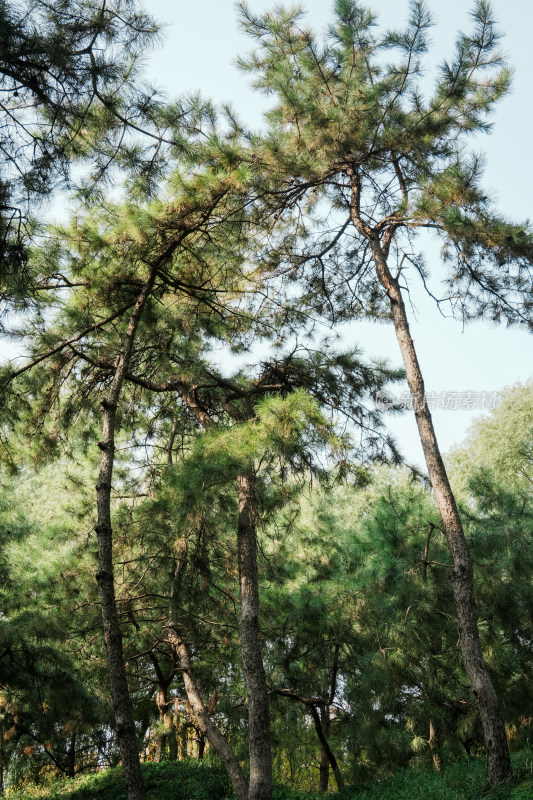 北京圆明园公园树林风景