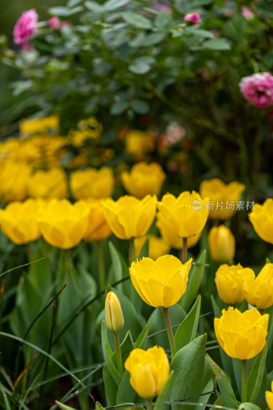 郁金香花