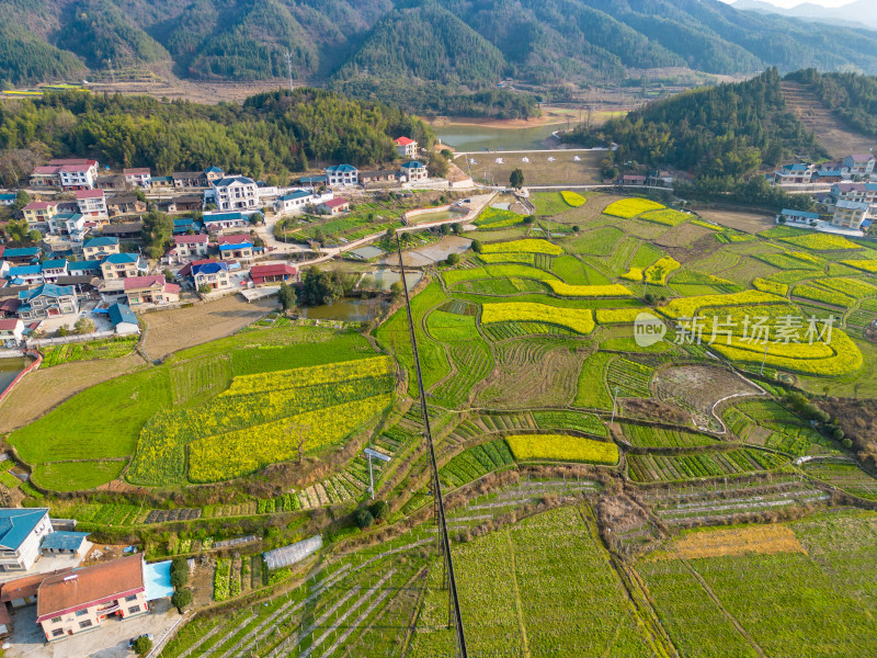 美丽乡村大棚农业种植油菜花航拍摄影图