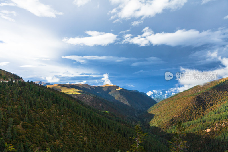 高山森林草原风景