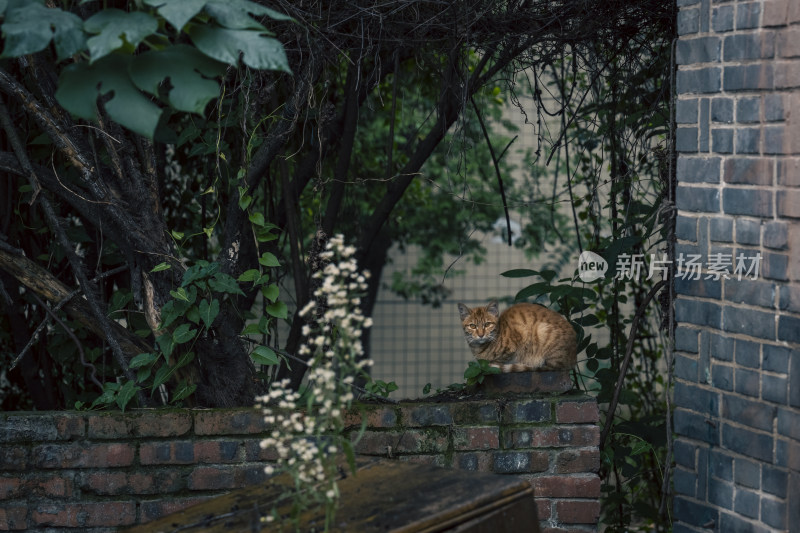 斑驳老院子外的一只小橘猫